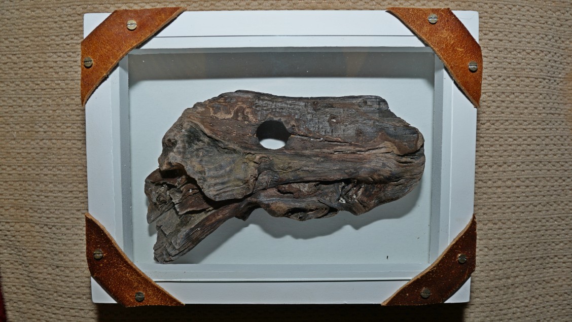 Syltosaurus